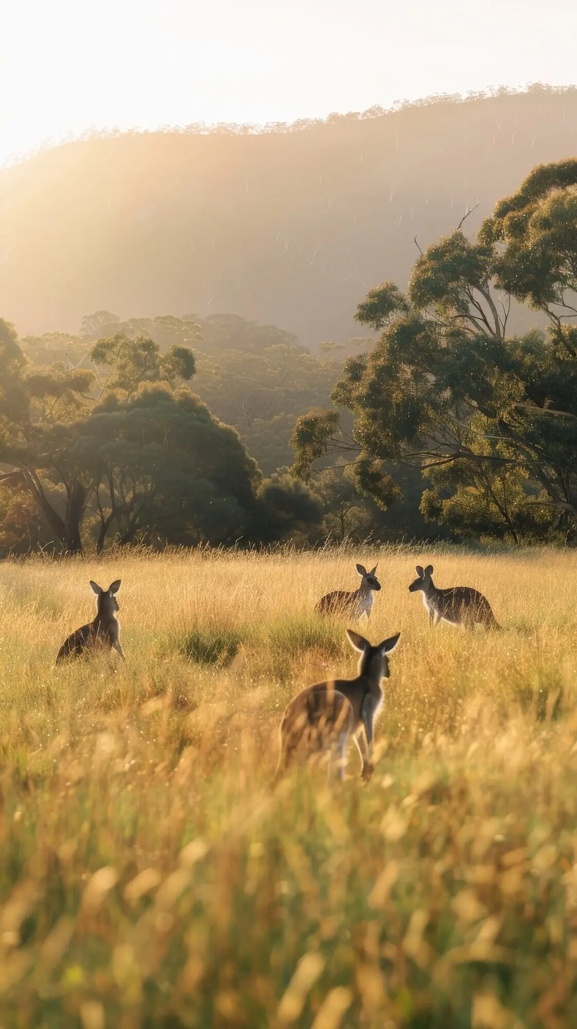 Freies Känguru in freier Wildbahn